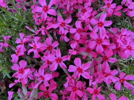 芝桜