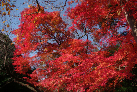 新宿御苑の紅葉