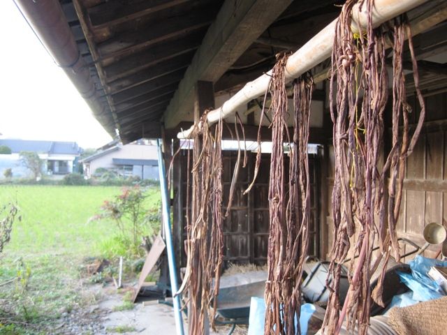 里芋の芋殻を作ってます 青パパイヤと家庭菜園日記 楽天ブログ
