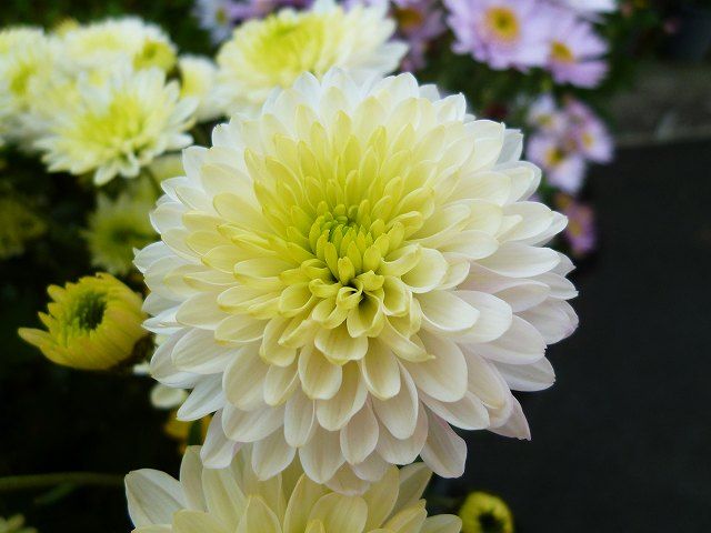 キク（ 菊 ） キク科キク属 『なんでもあり工房』のブログ 楽天ブログ