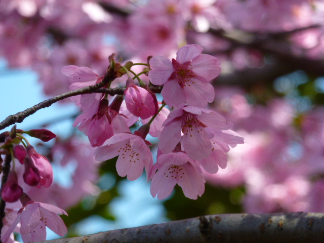 桜 染井吉野 しだれ桜 白 濃いピンク ２種類 薄ピンク ２種類 写真あり 私の好きな花 楽天ブログ