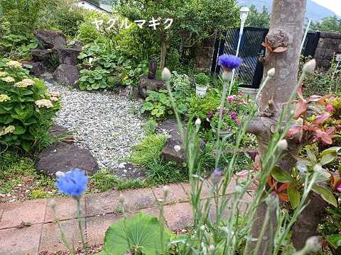 ダイソーの種 節約でハッピーライフ 楽天ブログ