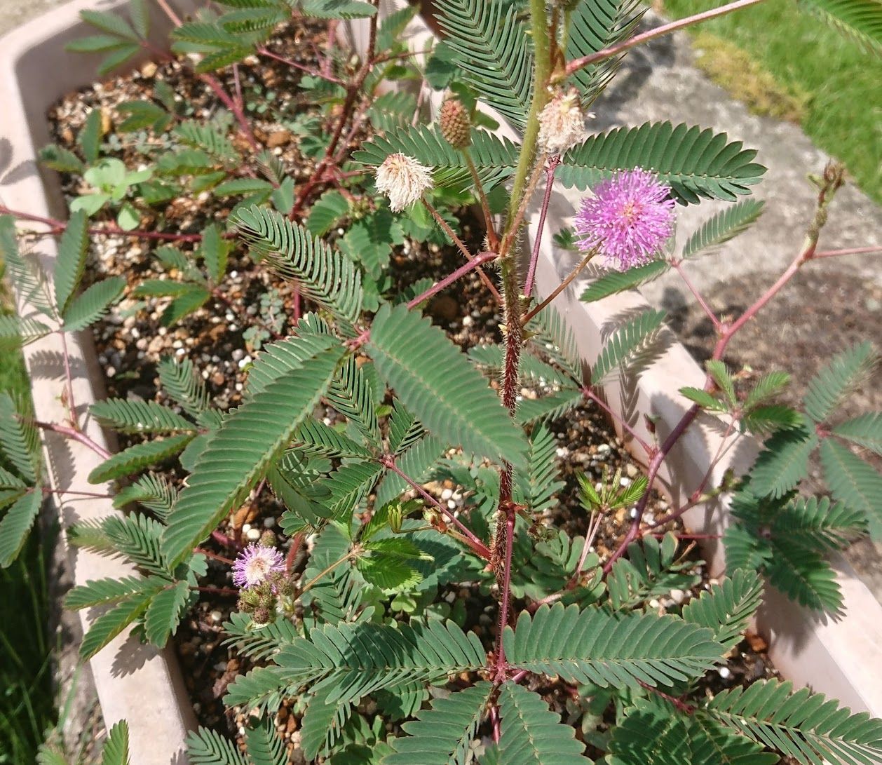 オジギソウの芽が出た 歩人のたわごと 楽天ブログ