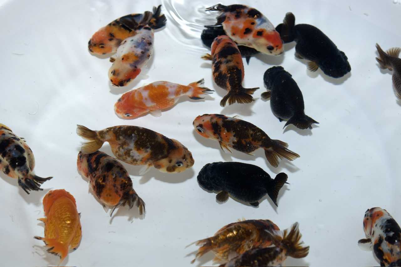大量に入荷しております(^^♪ | 佐賀金魚専門店 花咲くじっちゃ