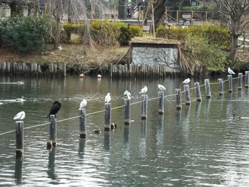 洗足池の野鳥