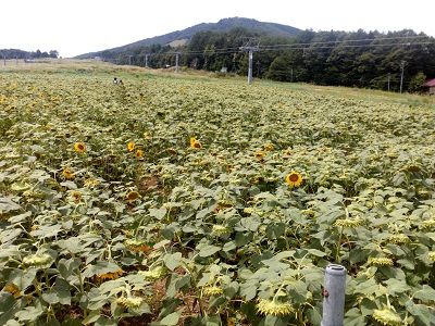 犬おでかけ 岐阜県 どらちゃん お出かけですよ 犬と旅行記 楽天ブログ