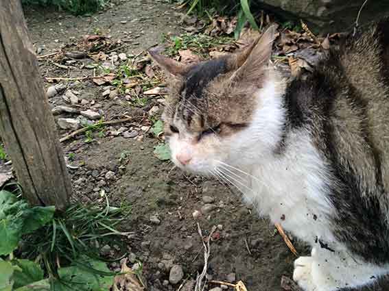 我が家のニャンコ♪2016/1/10-02