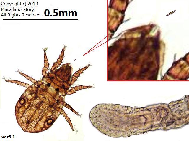 ミクロの背比べ