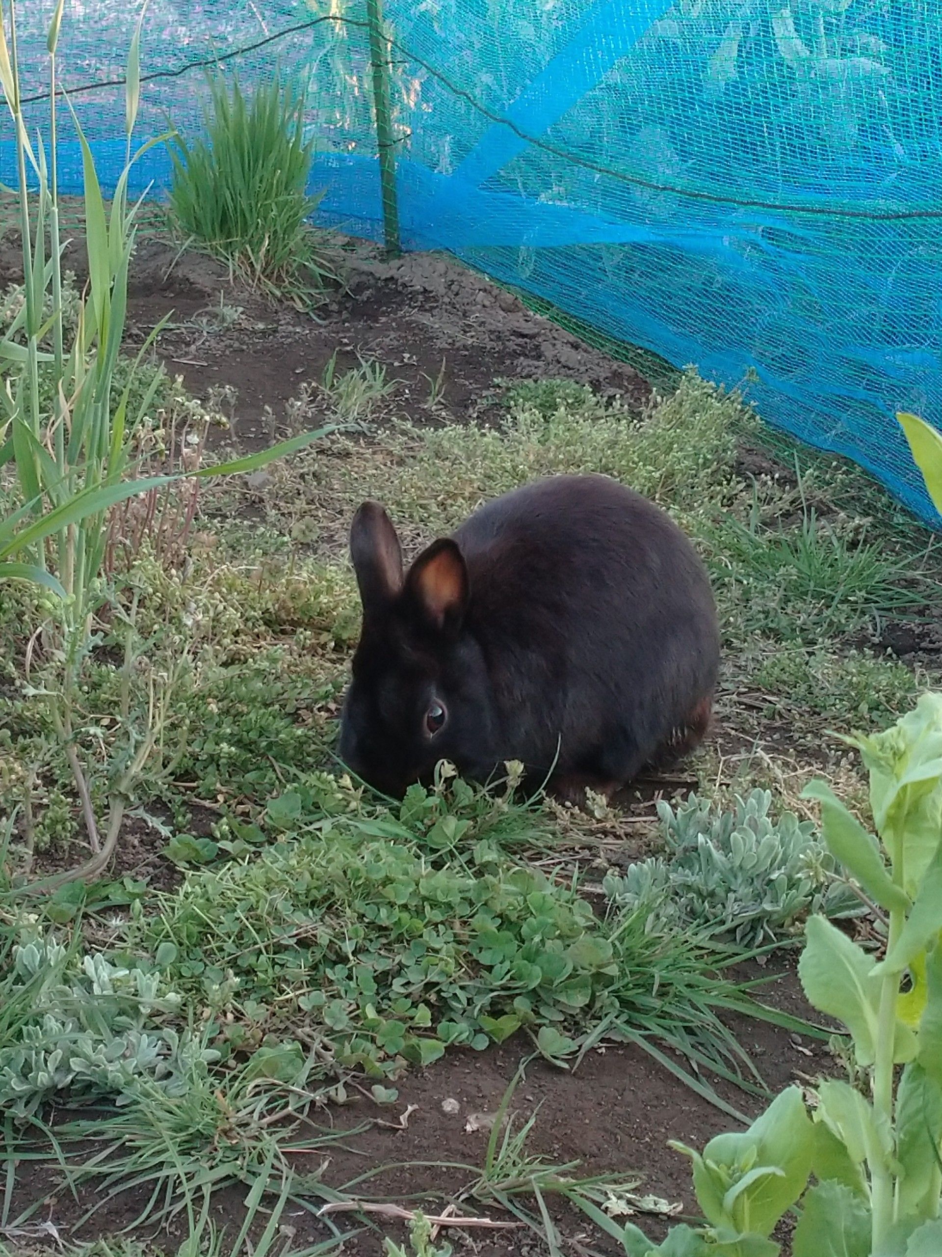 放牧中のつぶちゃん うさぎの屋外飼育 ペット達と時々日記 楽天ブログ