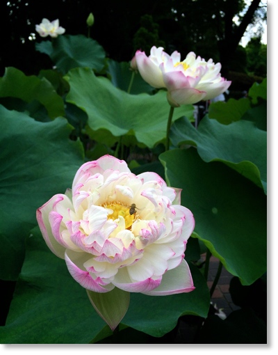 ハス・紅翼(こうよく)