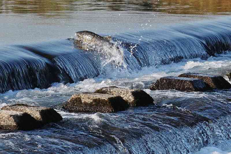 IMG_4852 (800x534).jpg