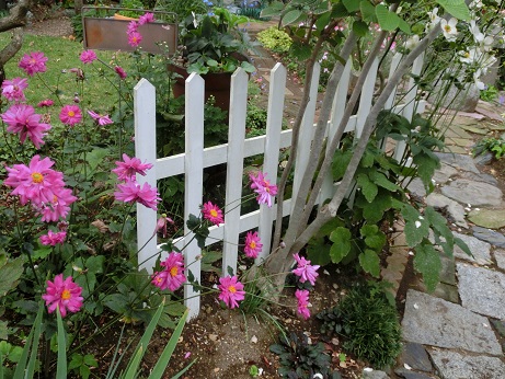 シュウメイギク