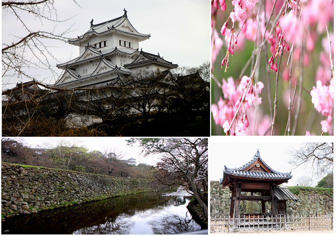 姫路城と桜ー６.jpg