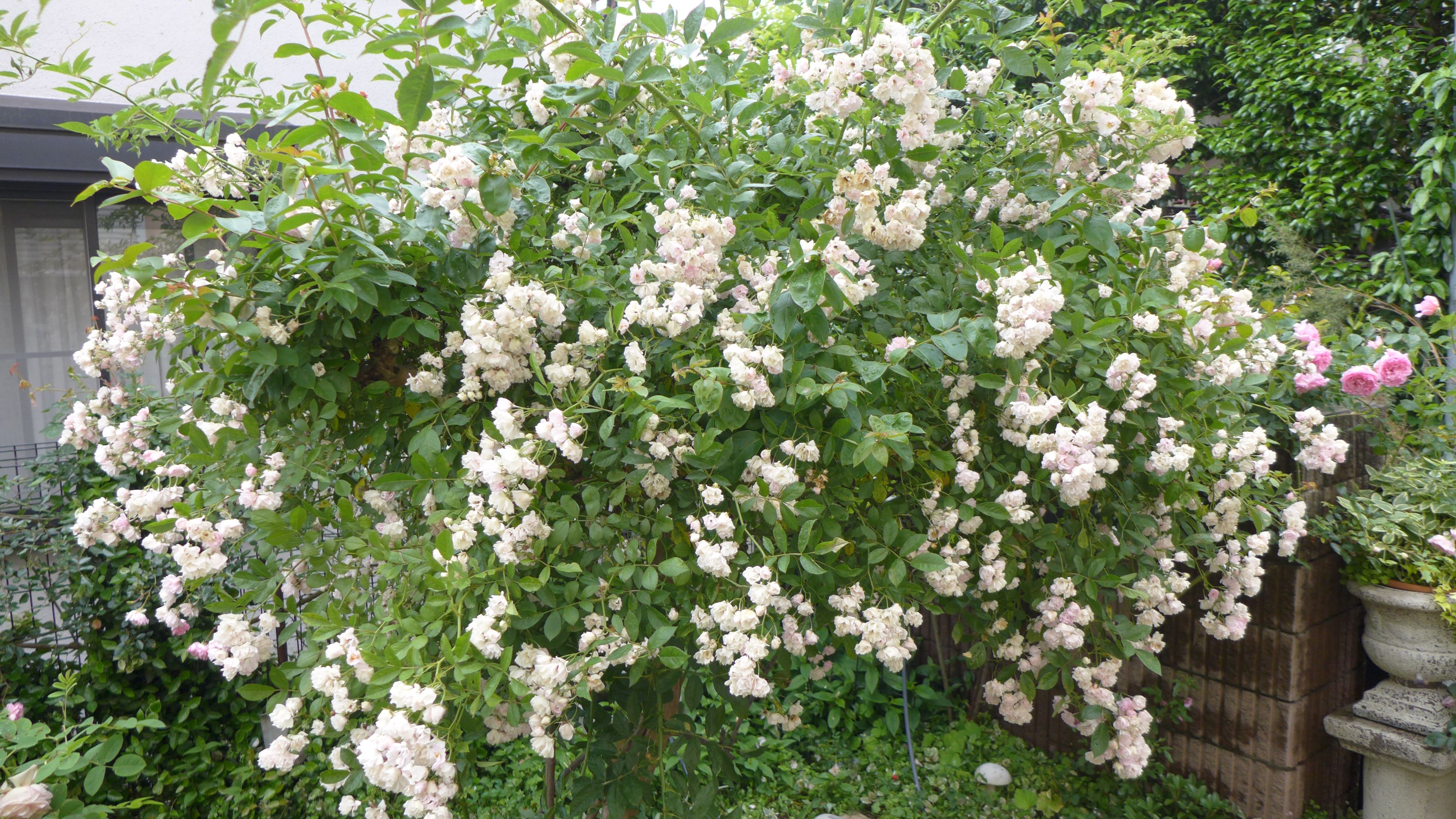 今日 庭で咲いてる薔薇 南部桜 ヒーリングストーン燈 あかり