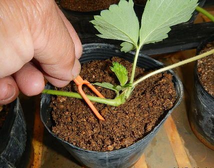 イチゴのランナーからの苗の育て方とイチゴ栽培 彡 学び活かすのブログ 楽天ブログ