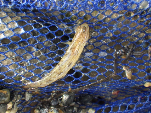 沖縄マングローブ採集2016年12月上旬19　ツマグロスジハゼ（Acentrogobius sp.2）