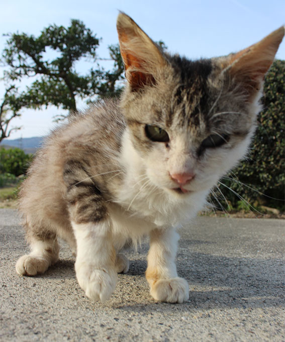 我が家のニャンコ♪2014/04/12-2