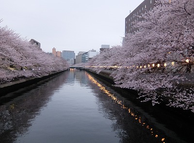 門仲の桜まつり１.jpg