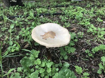 キノコが生えてきた チョロミィの家庭菜園日記 楽天ブログ キノコが生えてきた チョロミィの家庭菜園日記 楽天ブログ