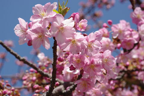 河津桜