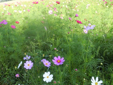 コスモス