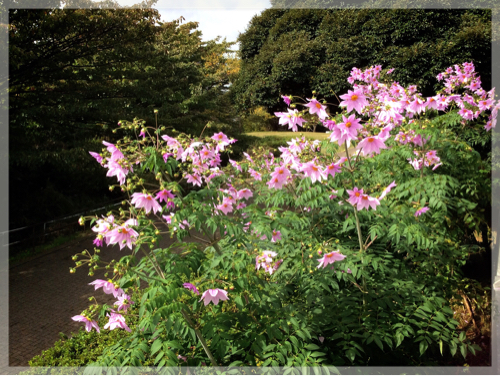 本牧山頂公園の皇帝ダリア