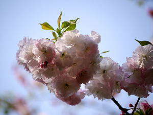 桜