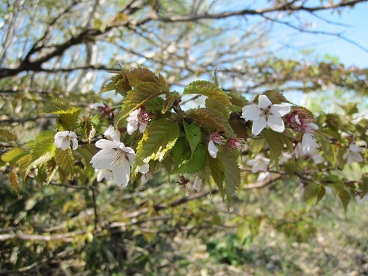 西別岳19.jpg