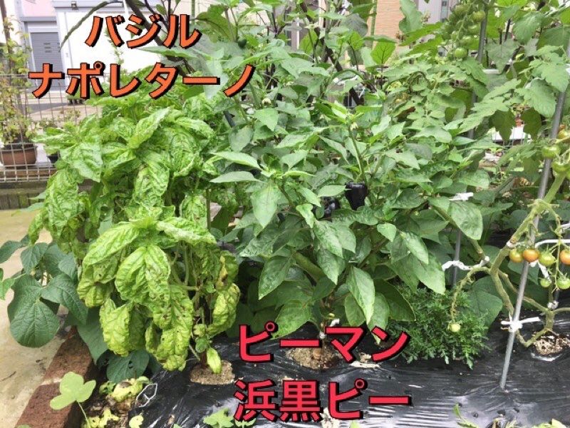 モザイク病のピーマン その後の後 ちょびの一坪菜園 楽天ブログ