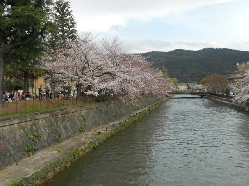 2016‐4　美術館南・疎水の桜.jpg