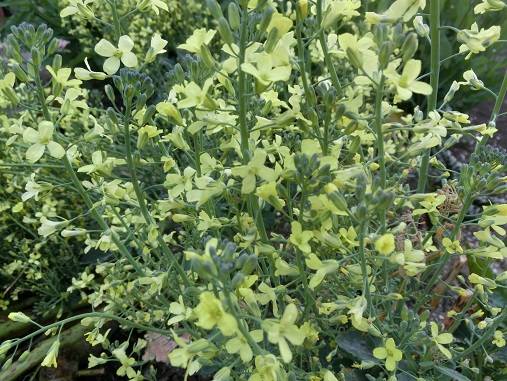 ブロッコリーの菜の花