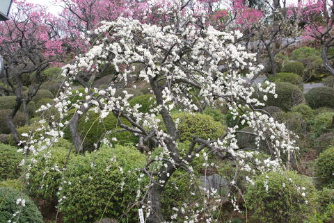 池上梅園