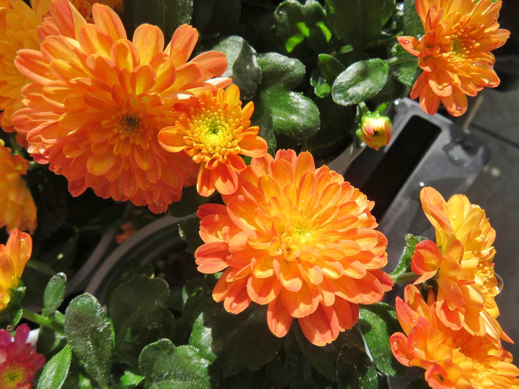 時計とにらめっこ 花はガーデンマム だい のひとりごと 楽天ブログ