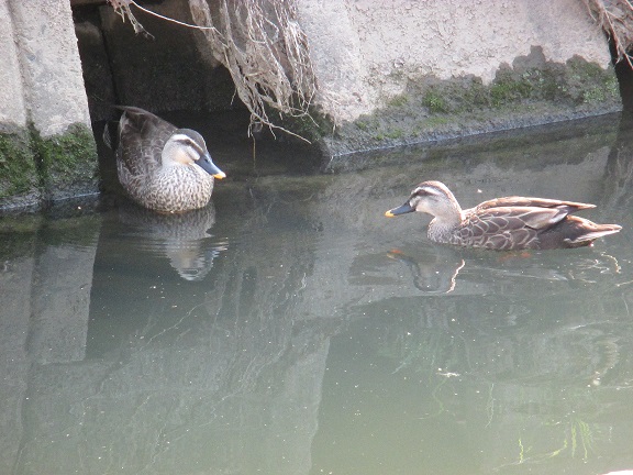 20130314#カルガモ夫婦