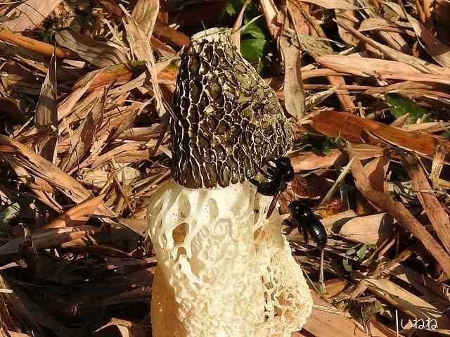 キヌガサタケ_網目状の笠の奇妙なキノコです | いねねの趣味三昧(昆虫・野鳥・古寺巡り・読書・木工・語学など) - 楽天ブログ