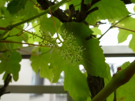 2葡萄花咲き　450５.jpg