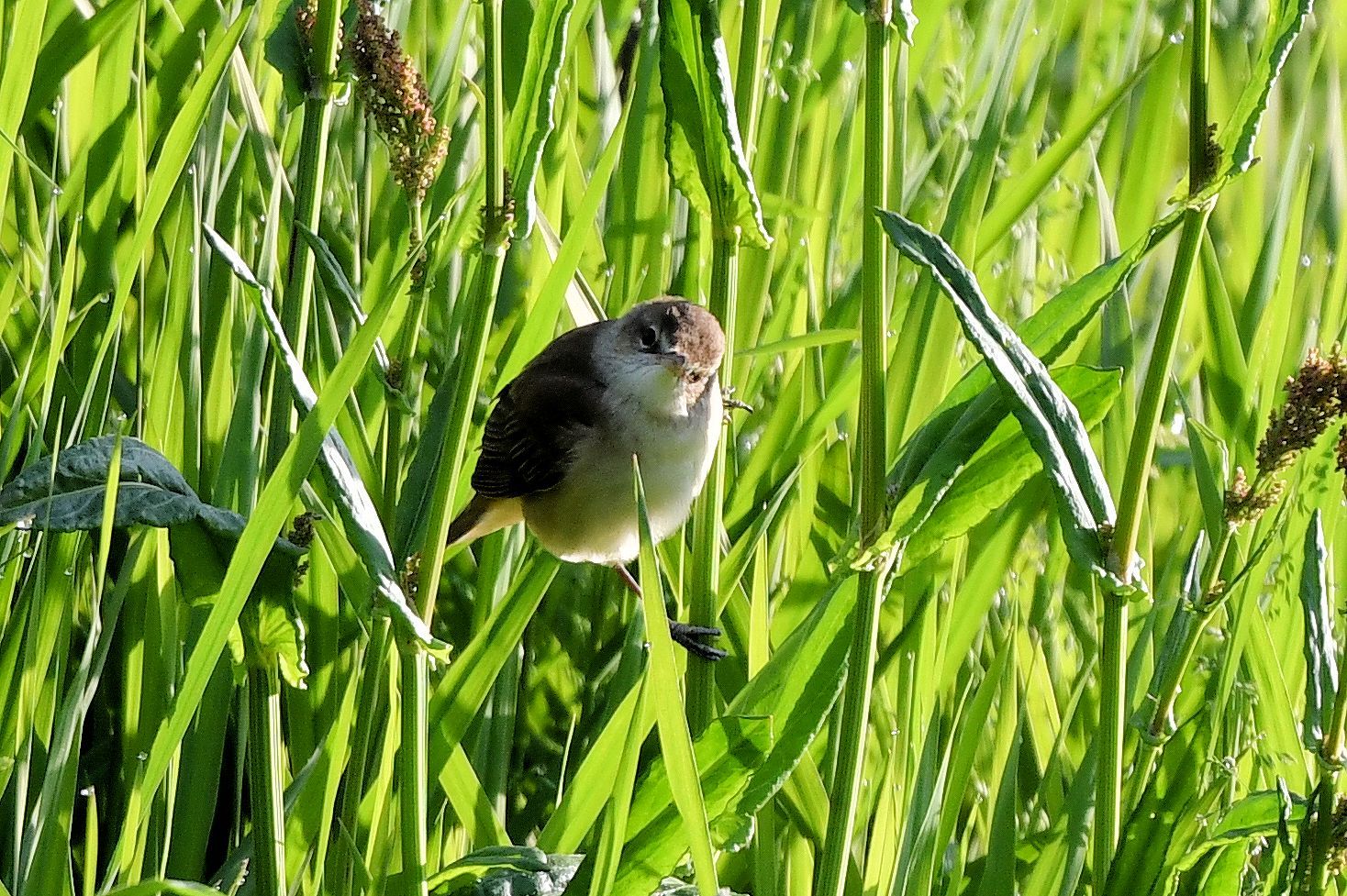 オオヨシキリとコヨシキリ まみきびのブログ 楽天ブログ