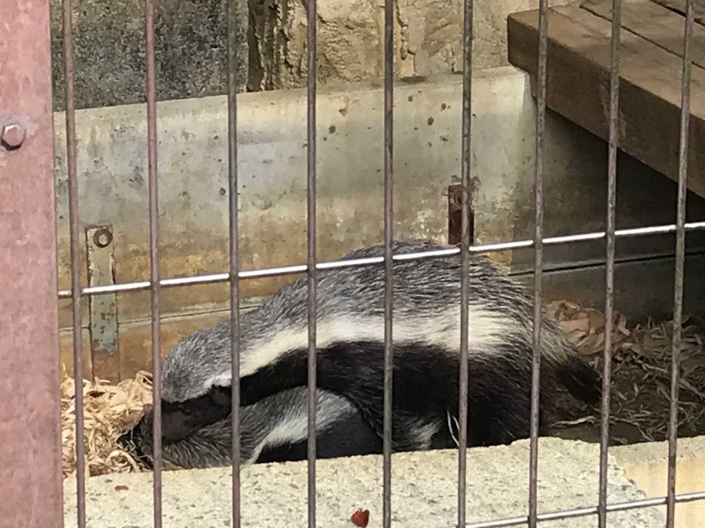 21年10月30日の記事 今日は誰と会えるかな だいたい東山動植物園 楽天ブログ