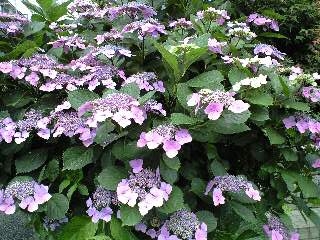 140612_1541~0001.JPG