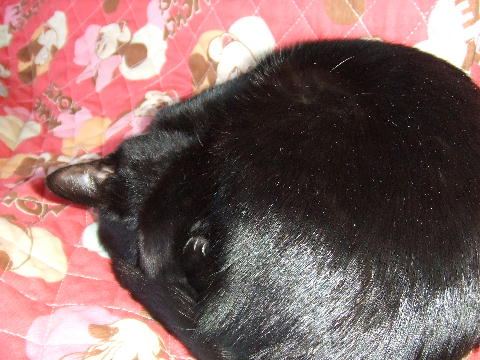 猫４.JPG