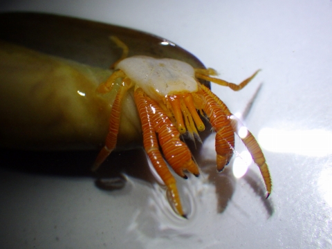 フチドリワモンヤドカリ20　Ciliopagurus shebae