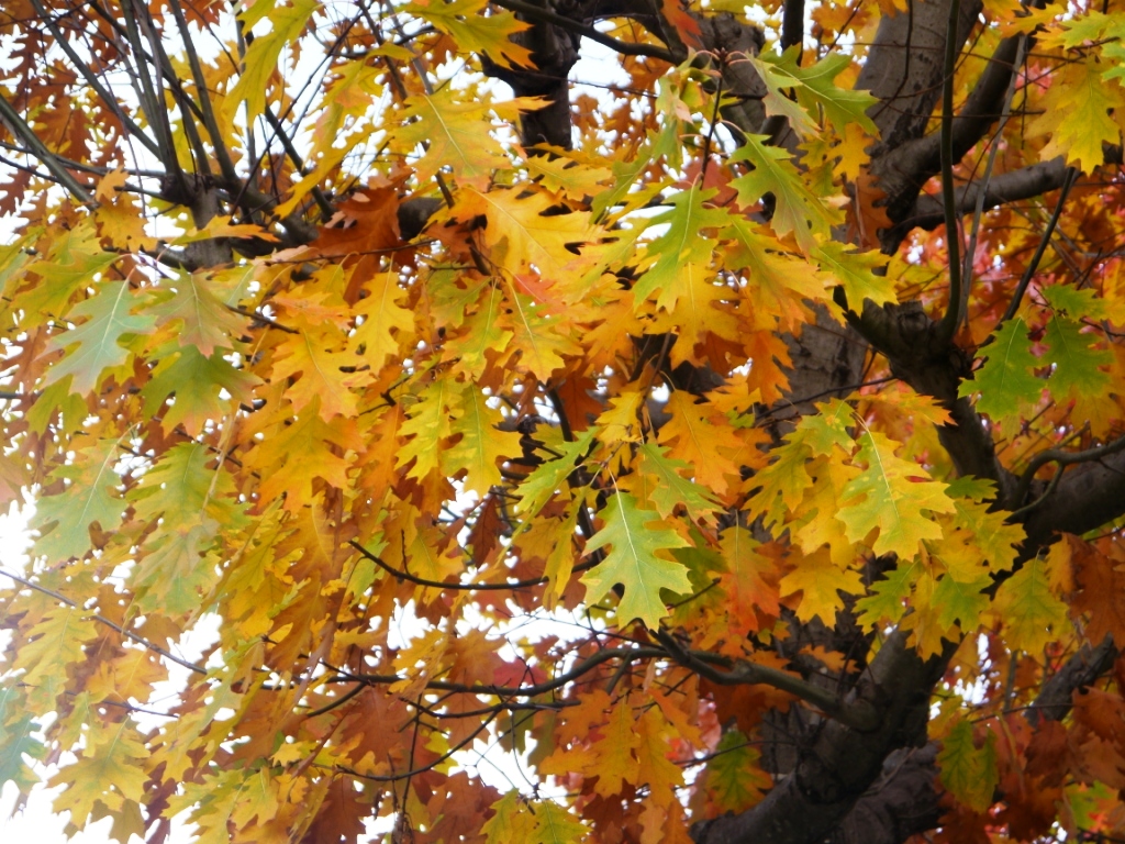 P1090230.JPG