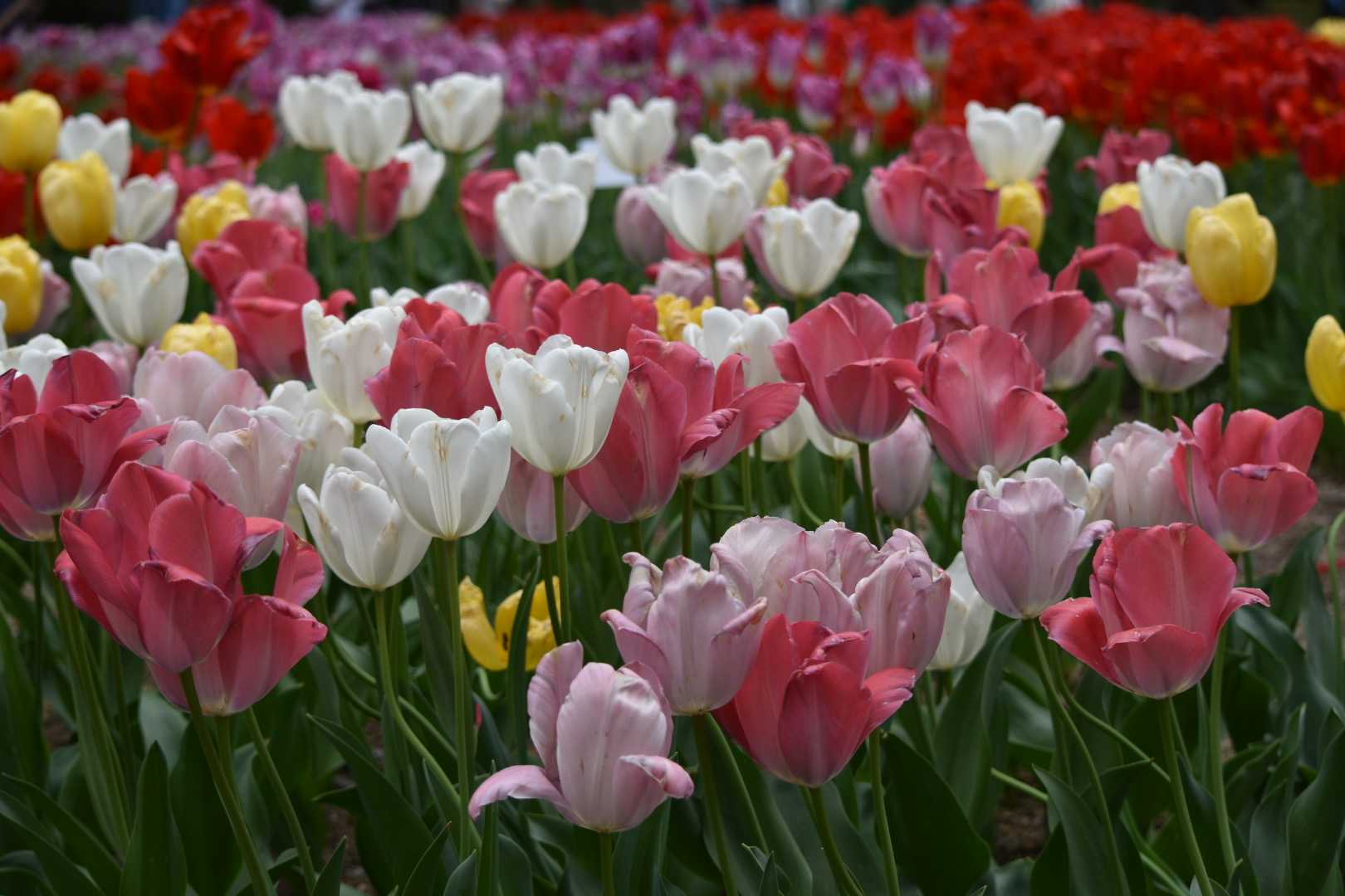 すきなこと、いろいろ。