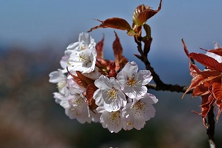 山桜