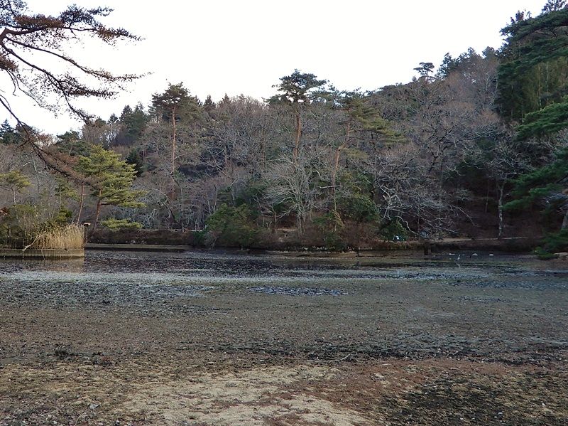 長谷池5