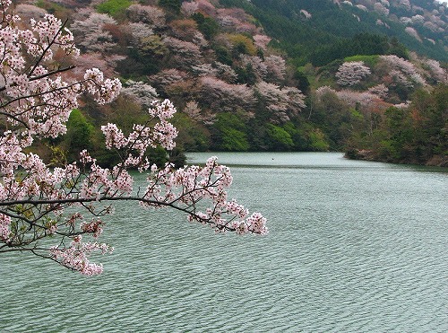 近景重視