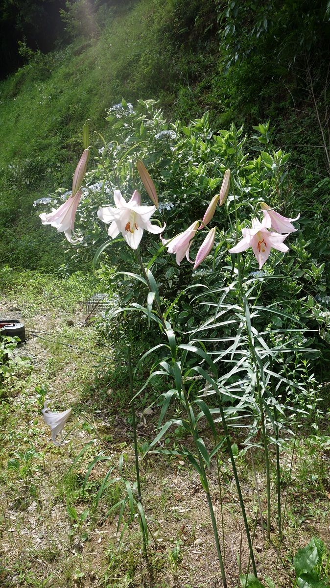 我が家の花の生育状況 ホソバササユり げんそうてきなの旅行と花 一部栽培している野菜とパッチワーク 楽天ブログ