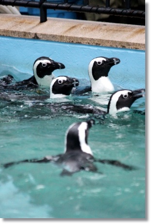 東京旅行-106 ケープペンギン-6 13.10.5