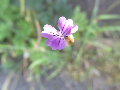 花の名調査中