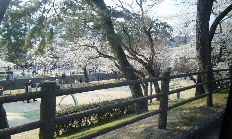 夙川桜２.jpg